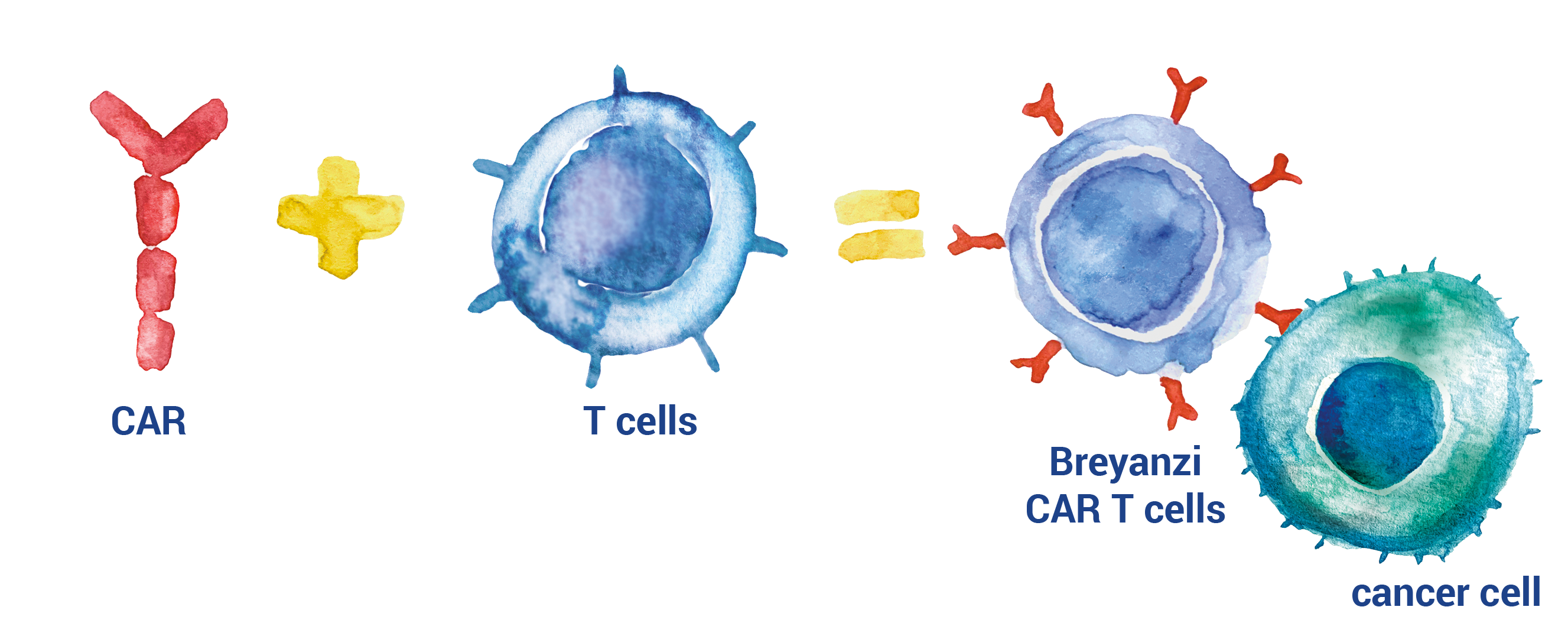 CAR plus T cells equals Breyanzi CAR T cell. Breyanzi CAR T cell and lymphoma cell.